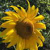 sunflowerlove22